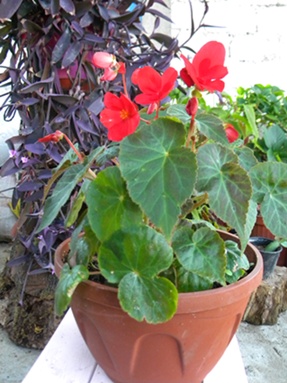 Name:  DSCN8344.JPG
Views: 840
Size:  63.2 KB