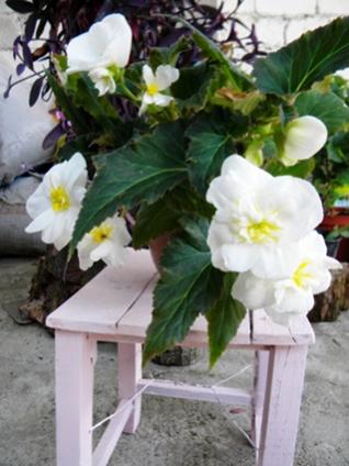 Name:  DSCN8347.jpg
Views: 841
Size:  25.9 KB