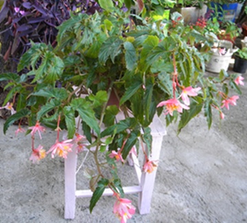Name:  DSCN8350.JPG
Views: 838
Size:  67.0 KB