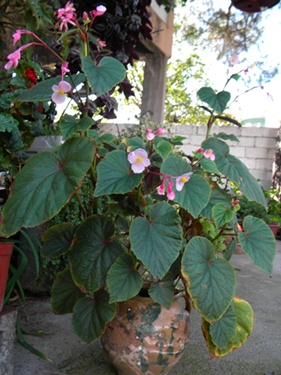Name:  DSCN8354.JPG
Views: 796
Size:  65.2 KB