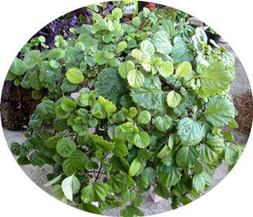 Name:  DSCN8337.JPG
Views: 1086
Size:  66.4 KB