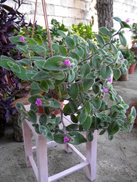 Name:  DSCN8341.JPG
Views: 816
Size:  63.5 KB