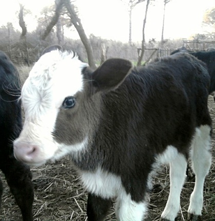 Name:  Fotoraf1586.jpg
Views: 817
Size:  69.9 KB