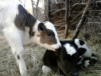 Name:  Fotoraf2620.jpg
Views: 780
Size:  64.2 KB