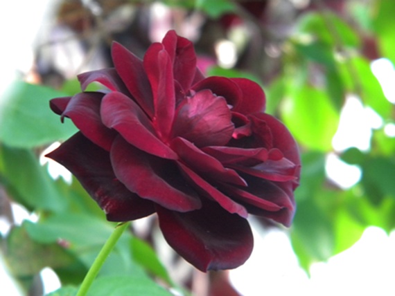 Name:  DSCN8362.JPG
Views: 1042
Size:  67.0 KB