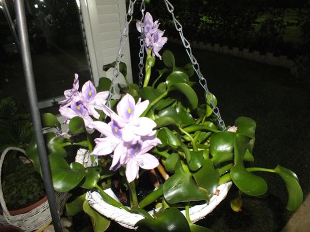 Name:  DSCF2777.jpg
Views: 399
Size:  46.4 KB