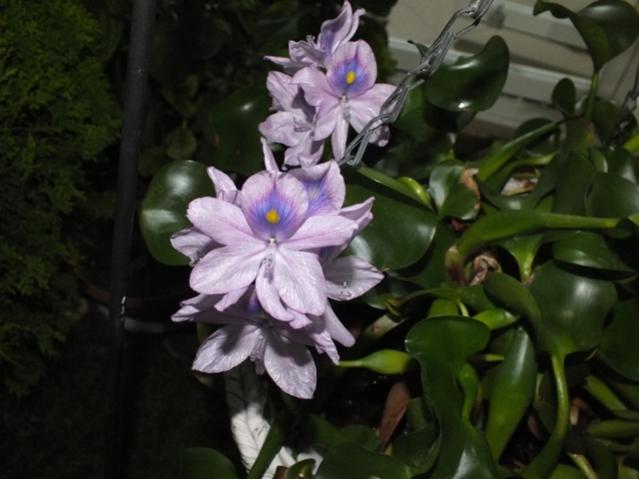 Name:  DSCF2789.jpg
Views: 412
Size:  36.8 KB