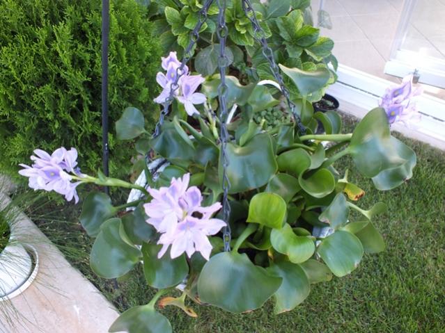 Name:  DSCF2805.jpg
Views: 375
Size:  63.7 KB