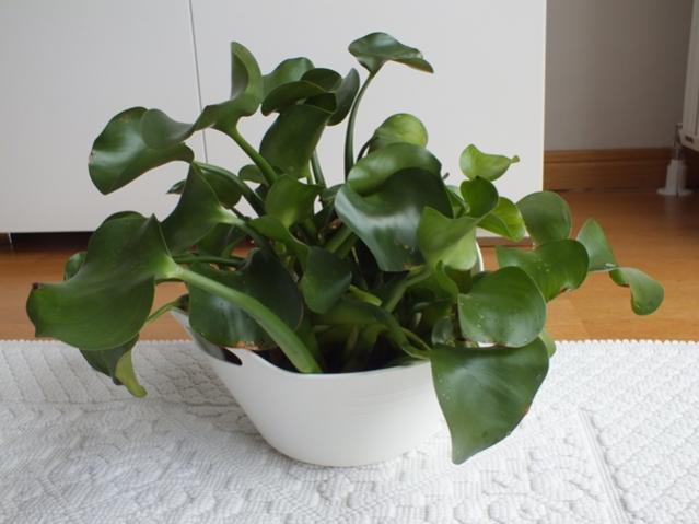 Name:  DSCF2819.jpg
Views: 404
Size:  34.2 KB