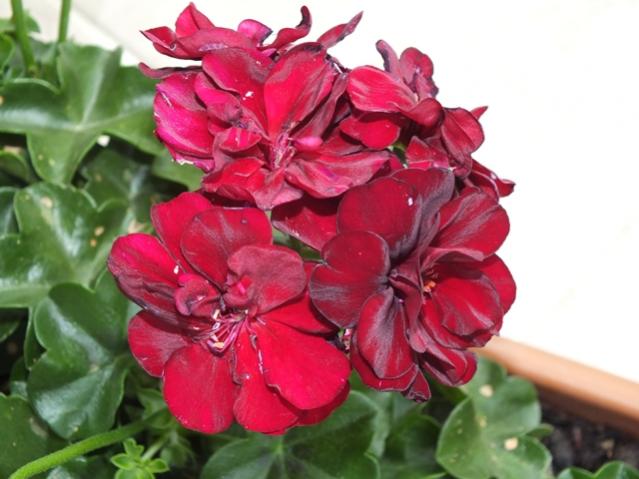 Name:  DSCF2836.jpg
Views: 380
Size:  41.9 KB
