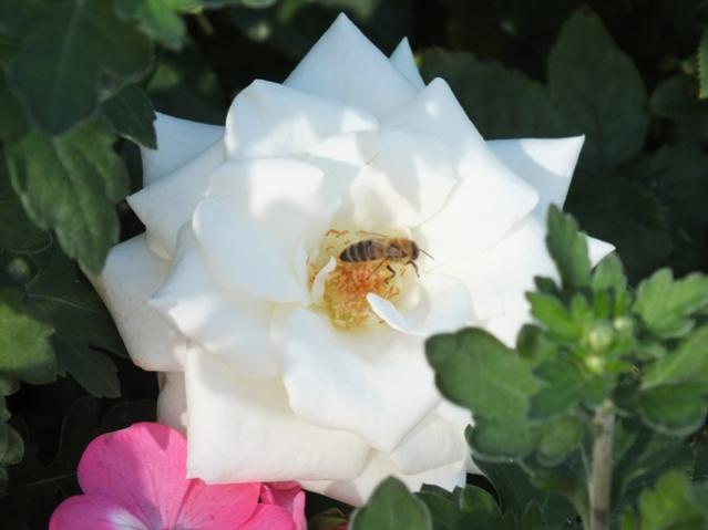 Name:  DSCF2817.jpg
Views: 383
Size:  27.7 KB