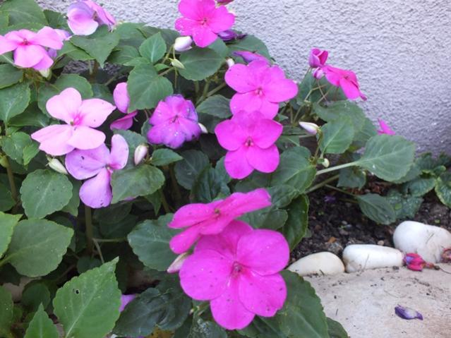 Name:  DSCF2809.jpg
Views: 382
Size:  53.9 KB