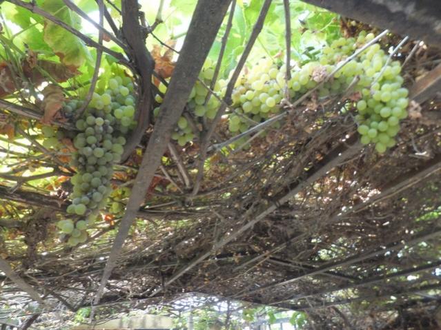 Name:  DSCF0849.jpg
Views: 246
Size:  67.0 KB