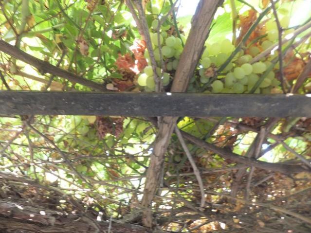 Name:  DSCF0850.jpg
Views: 250
Size:  61.0 KB