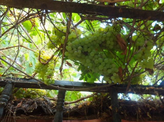 Name:  DSCF0851.jpg
Views: 237
Size:  63.8 KB