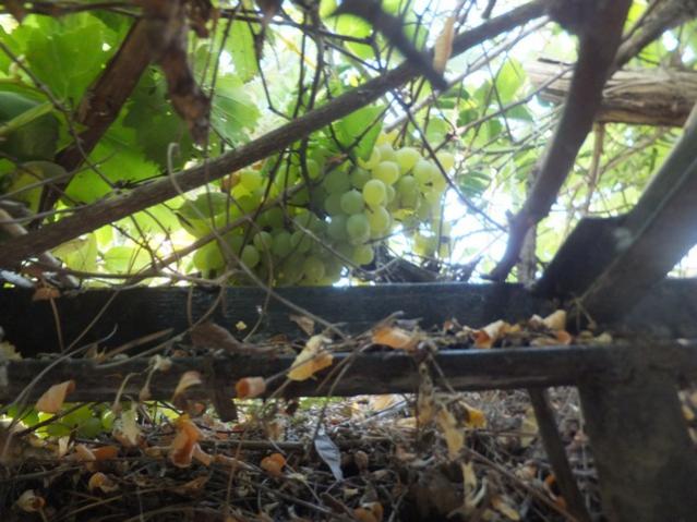 Name:  DSCF0852.jpg
Views: 248
Size:  53.4 KB