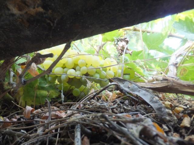 Name:  DSCF0853.jpg
Views: 233
Size:  51.0 KB