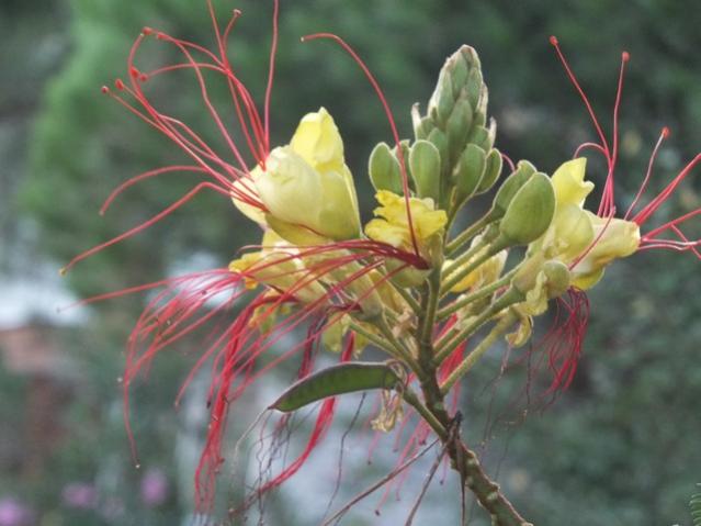 Name:  DSCF0865.jpg
Views: 552
Size:  38.8 KB