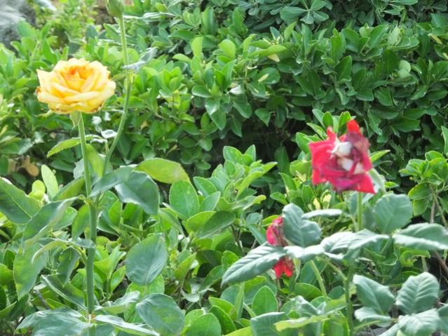 Name:  DSCF0874.jpg
Views: 506
Size:  69.2 KB