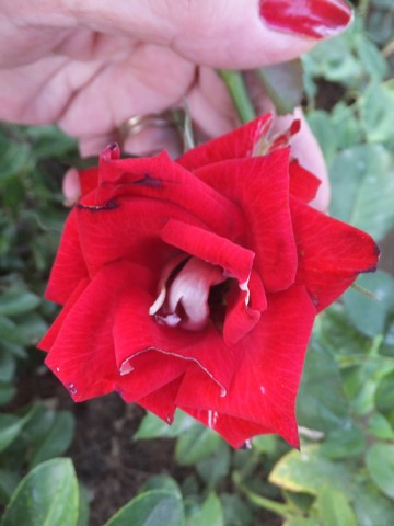 Name:  DSCF0879.jpg
Views: 484
Size:  46.4 KB