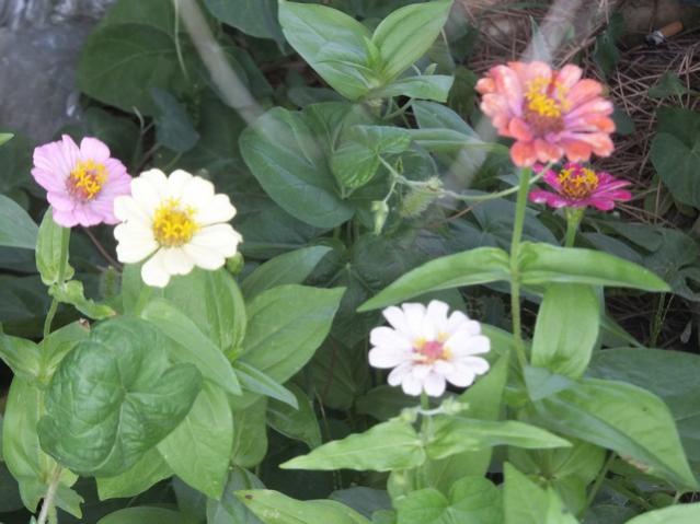 Name:  DSCF0890.jpg
Views: 466
Size:  44.1 KB