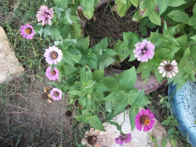 Name:  DSCF0893.jpg
Views: 476
Size:  65.0 KB