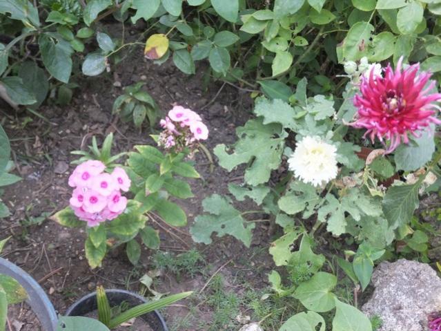 Name:  DSCF0894.jpg
Views: 473
Size:  64.9 KB