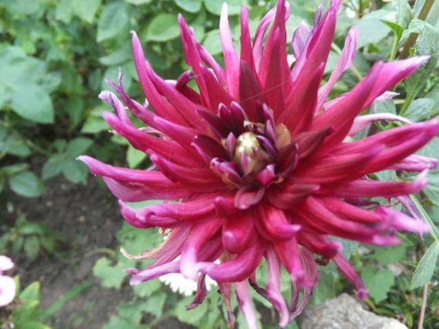 Name:  DSCF0896.jpg
Views: 458
Size:  48.7 KB