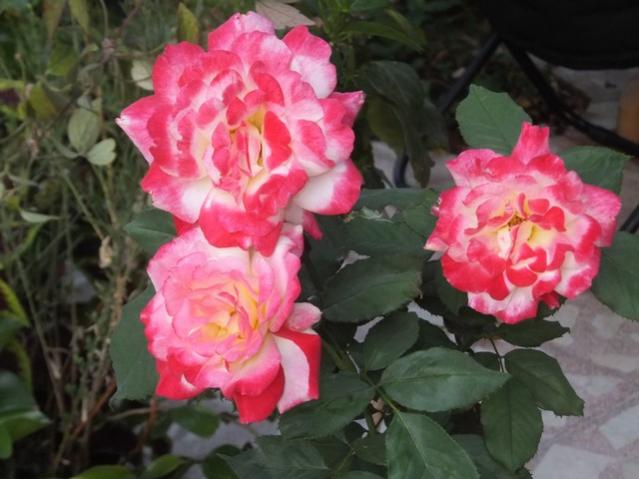 Name:  DSCF0903.jpg
Views: 467
Size:  41.6 KB