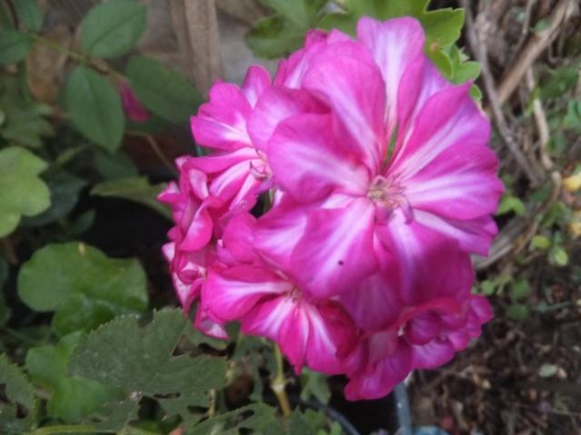Name:  DSCF0906.jpg
Views: 465
Size:  38.1 KB