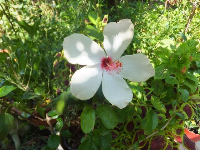 Name:  DSCF0911.jpg
Views: 467
Size:  59.0 KB