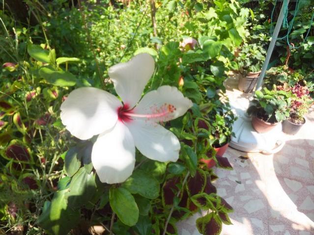 Name:  DSCF0913.jpg
Views: 463
Size:  62.0 KB