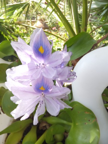Name:  DSCF0929.jpg
Views: 469
Size:  59.0 KB