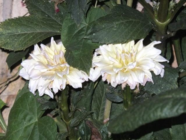 Name:  DSCF0946.jpg
Views: 462
Size:  48.4 KB