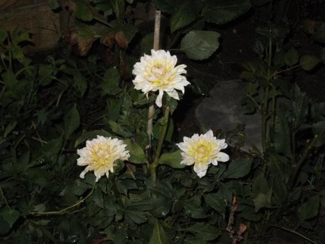 Name:  DSCF0947.jpg
Views: 440
Size:  39.3 KB