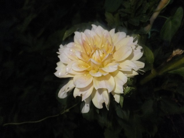 Name:  DSCF0950.jpg
Views: 456
Size:  58.6 KB