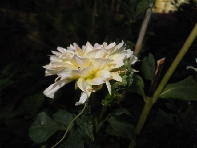 Name:  DSCF0951.jpg
Views: 455
Size:  60.8 KB