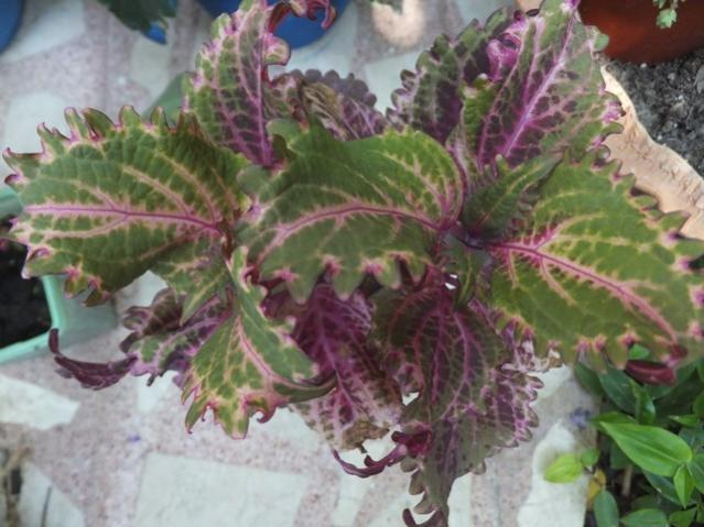 Name:  DSCF0967.jpg
Views: 425
Size:  49.2 KB