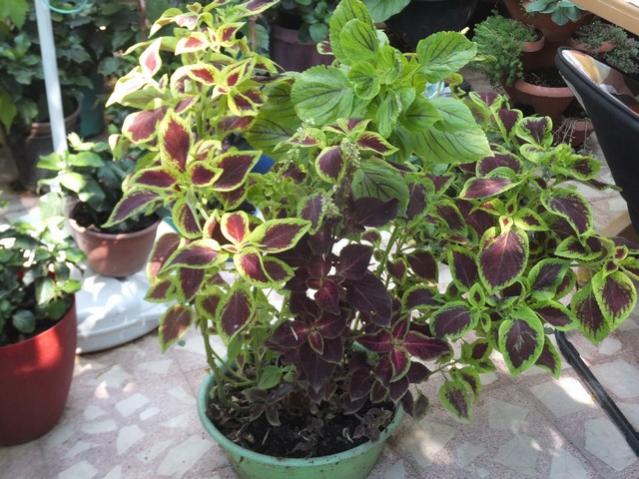 Name:  DSCF0972.jpg
Views: 468
Size:  64.0 KB
