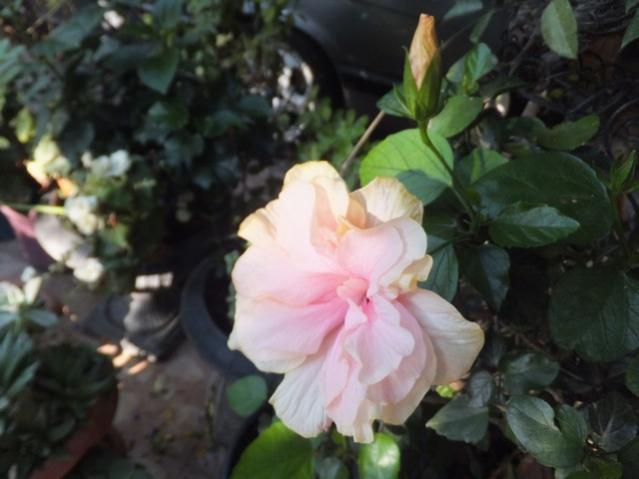 Name:  DSCF0973.jpg
Views: 443
Size:  36.2 KB