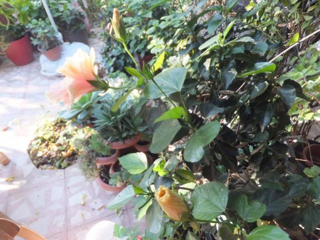 Name:  DSCF0974.jpg
Views: 439
Size:  62.0 KB