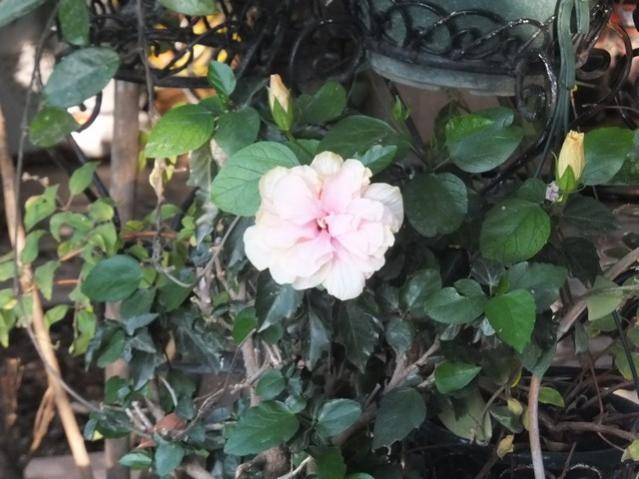 Name:  DSCF0978.jpg
Views: 423
Size:  50.1 KB