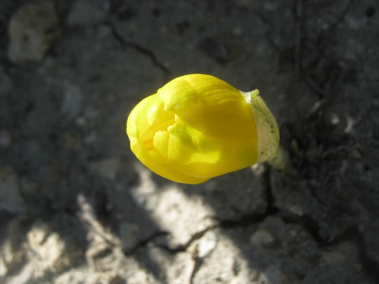 Name:  idem.jpg
Views: 832
Size:  61.3 KB