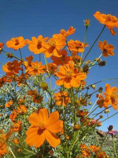 Name:  cosmos1.jpg
Views: 1106
Size:  47.5 KB