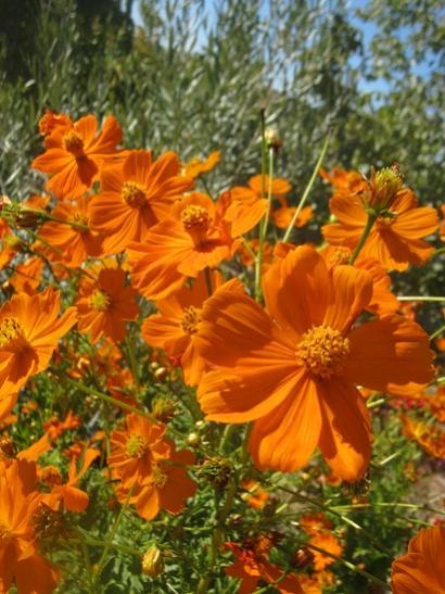 Name:  cosmos.jpg
Views: 1054
Size:  48.9 KB