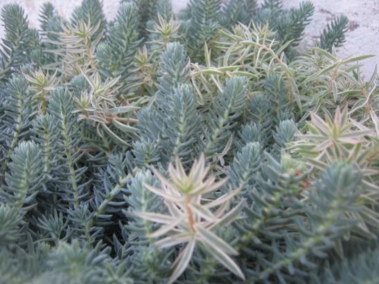 Name:  sedum1.jpg
Views: 1065
Size:  46.7 KB