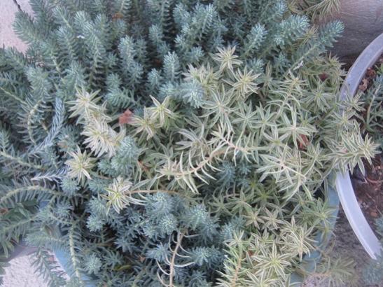 Name:  sedum2.jpg
Views: 1027
Size:  58.0 KB
