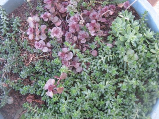 Name:  sedum3.jpg
Views: 1017
Size:  56.1 KB