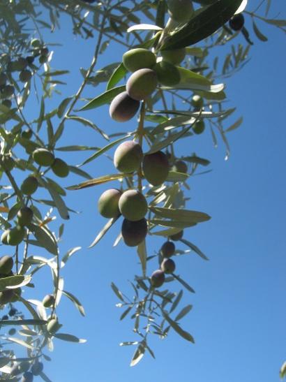 Name:  zeytin.jpg
Views: 880
Size:  33.9 KB