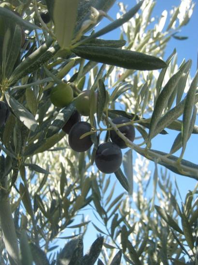 Name:  zeytin1.jpg
Views: 873
Size:  47.7 KB
